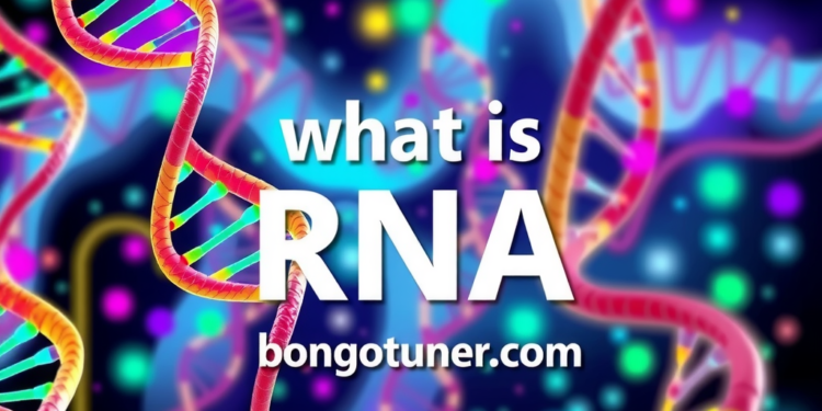 RNA কাকে বলে? প্রকারভেদ ও কাজ জানুন! RNA কাকে বলে? প্রকারভেদ ও কাজ জানুন!