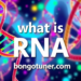 RNA কাকে বলে? প্রকারভেদ ও কাজ জানুন! RNA কাকে বলে? প্রকারভেদ ও কাজ জানুন!